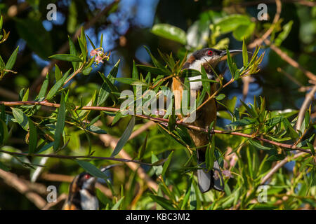 Exotische Vögel östlichen spinebill honeyeater Fütterung auf grevillea Nektar Stockfoto