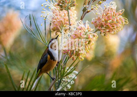 Exotische Vögel östlichen spinebill honeyeater Fütterung auf grevillea Nektar Stockfoto