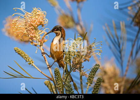 Exotische Vögel östlichen spinebill honeyeater Fütterung auf grevillea Nektar Stockfoto