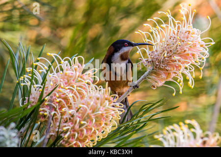 Exotische Vögel östlichen spinebill honeyeater Fütterung auf grevillea Nektar Stockfoto