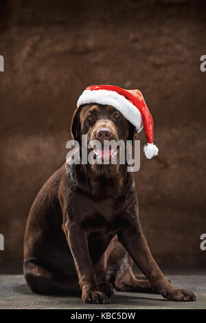 Der schwarze Labrador Retriever sitzend mit Geschenken auf Weihnachten Santa Hut Stockfoto