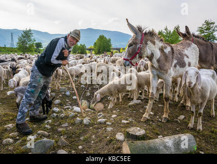 Hirte und Schafherde und Esel auf der grünen Wiese der Natur Stockfoto