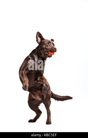 Der schwarze Labrador Hund spielen mit Kugel isoliert auf weißem Stockfoto