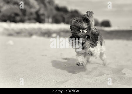 Cute glücklich bichon Havaneser Hund mit Schleife läuft Sorglos am Strand. sepia getonten Bild, geringe Tiefenschärfe, auf dem Auge Fokus Stockfoto