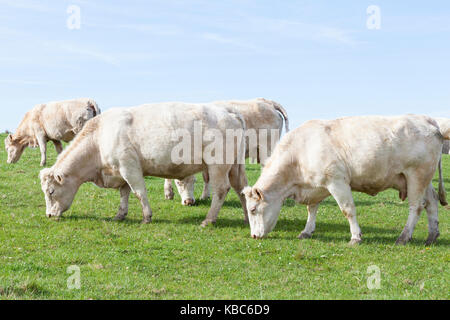 Herde weiß Charolais-rind Kühe grasen in einer psirng Weide. Diese französische Rinderrasse ist für die Fleischproduktion gezüchtet. Stockfoto