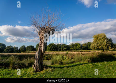 Toter Baum sprießen neue Niederlassungen, Bushy Park, London, England, Großbritannien Stockfoto