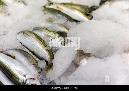 In der Nähe von frisch gefangenen Fisch oder Bogue boops boops für den Verkauf in der griechischen Fischmarkt Stockfoto