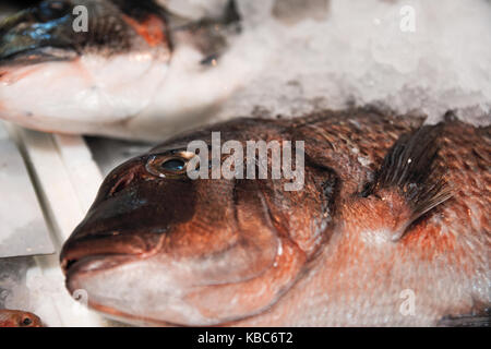 In der Nähe von frisch gefangenen Sackbrasse oder Pagrus pagrus auf Eis für den Verkauf in der griechischen Fischmarkt Stockfoto