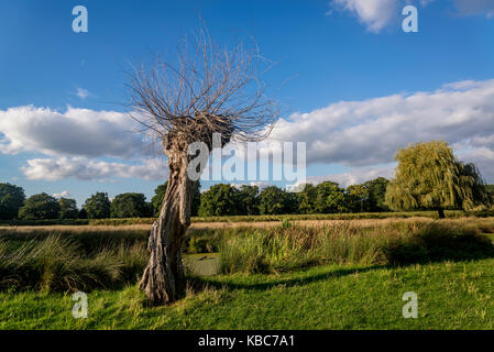 Toter Baum sprießen neue Niederlassungen, Bushy Park, London, England, Großbritannien Stockfoto