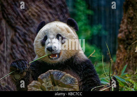 Panda, der Bambus isst, zeigt Gesicht mit verschwommenem Hintergrund Stockfoto