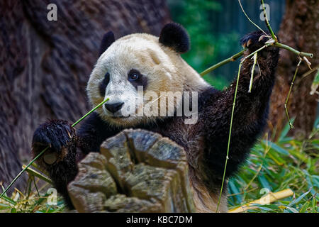 Panda, der Bambus isst, zeigt Gesicht mit verschwommenem Hintergrund Stockfoto