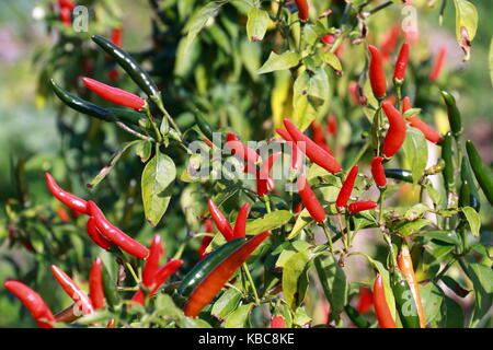 Ökologische chili Anbau Stockfoto