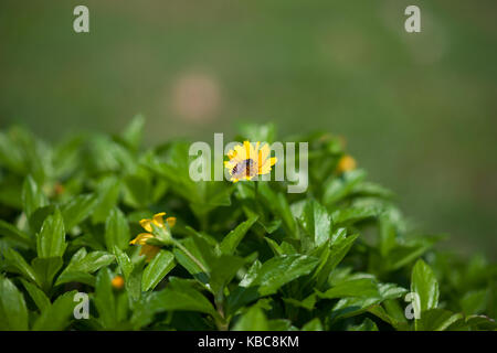 Kleine Biene arbeiten immer Honig Nektar von gelbe Blume im grünen Feld in den Morgen. Stockfoto