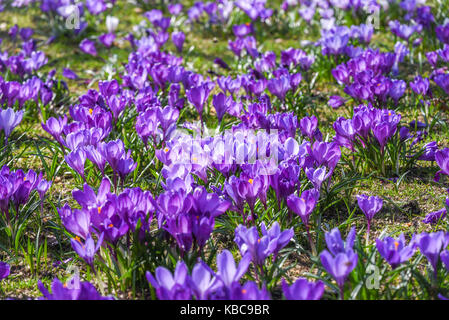 Schöne Farbe Krokusse blühen im Frühjahr Park in Stettin Stockfoto