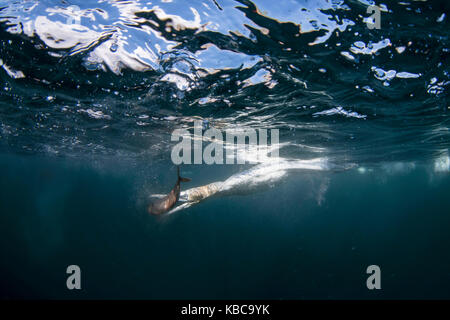 Gannets Tauchen für Fische Stockfoto