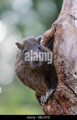 Captive Desmarest's hutia (Capromys pilorides) (Kubanische hutia), eine Art von Nagetier endemisch in Kuba, Westindien, Mittelamerika Stockfoto