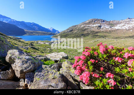 Rhododendren Blüte bei Montespluga, Chiavenna Tals, Provinz Sondrio, Valtellina, Lombardei, Italien, Europa Stockfoto