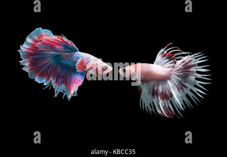 Makro von 2 Siamese fighting fish (crown Schwänze kämpfen Fishs), Betta splendens auf schwarzem Hintergrund isoliert, Tier Konzept. Stockfoto