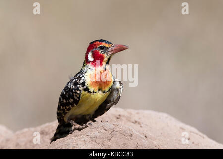 Eine rot-gelbe Barbet (Trachyphonus erythrocephalus) auf einem termitenhügel Damm, Tsavo, Kenia, Ostafrika, Südafrika Stockfoto