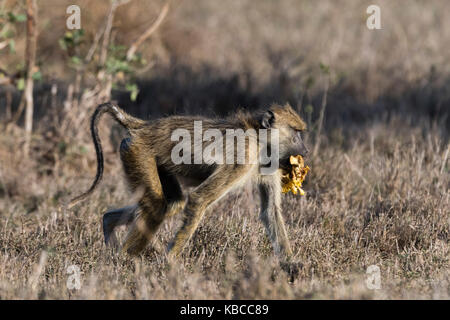 Eine gelbe Baboon (Papio hamadryas cynocephalus) wandern mit etwas Essen in seinen Mund, Tsavo, Kenia, Ostafrika, Südafrika Stockfoto