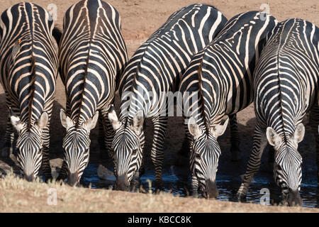 Gewöhnliche Zebras (Equus quagga) trinken an einem Wasserloch, Tsavo, Kenia, Ostafrika, Afrika Stockfoto