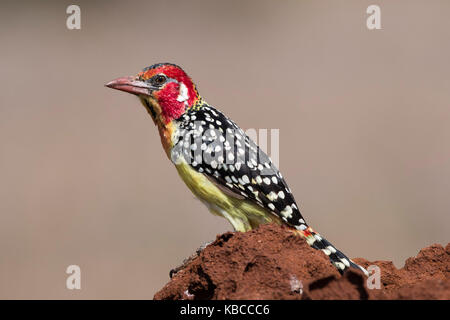 Eine rot-gelbe Barbet (Trachyphonus erythrocephalus), auf einem von Termiten Damm, Kenia, Ostafrika, Südafrika Stockfoto