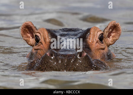 Nahaufnahme eines Flusspferd (Hippopotamus amphibius) eingetaucht in See Gipe und an der Kamera, Tsavo, Kenia, Ostafrika Stockfoto