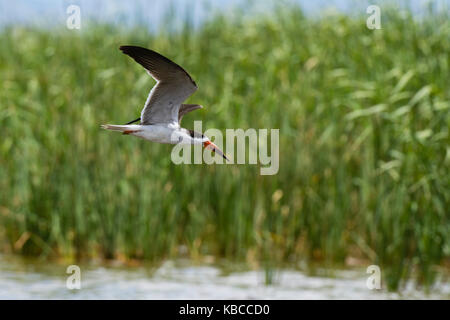 African Skimmer (Rynchops flavirostris) im Flug über See Gipe, Tsavo, Kenia, Ostafrika, Südafrika Stockfoto