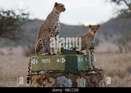 Ein Gepard (Acinonyx jubatus) und ihren Jungen die Savanne in der Dämmerung, Tsavo, Kenia Vermessung, Ostafrika, Südafrika Stockfoto