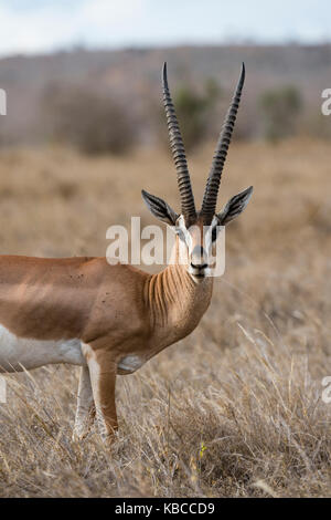 Eine Grants Gazelle (Gazella granti), schaut in die Kamera, Tsavo, Kenia, Ostafrika, Afrika Stockfoto