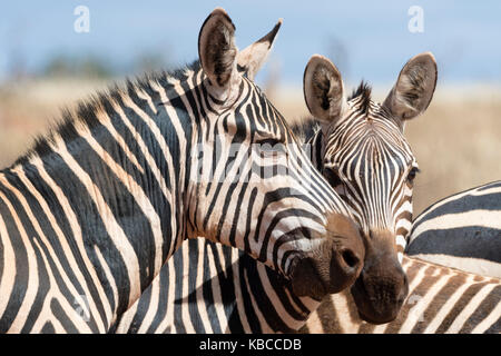 Porträt zweier gewöhnlicher Zebras (Equus quagga), Tsavo, Kenia, Ostafrika, Afrika Stockfoto