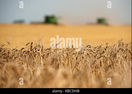 Nahaufnahme der Weizen auf einem Bauernhof in Breckenridge, North Dakota Stockfoto