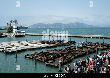 Touristen auf als die Seelöwen aalen sich in der Sonne am Pier 39 in San Francisco, Kalifornien, USA. Stockfoto