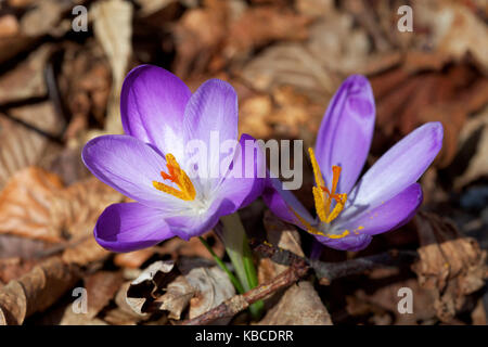 Frühling Krokusse (Crocus vernus) von Samoborsko gorje, Kroatien Stockfoto