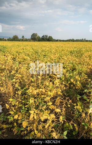 Feld mit reifen Sojabohnen im Herbst angebaut Stockfoto
