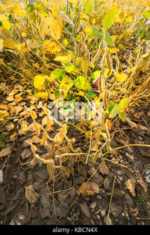 Feld mit reifen Sojabohnen im Herbst angebaut Stockfoto