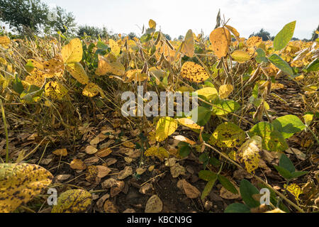 Feld mit reifen Sojabohnen im Herbst angebaut Stockfoto