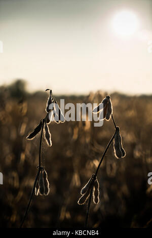 Feld mit reifen Sojabohnen im Herbst angebaut Stockfoto