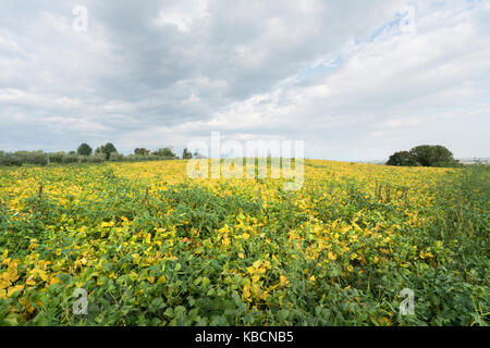Feld mit reifen Sojabohnen im Herbst angebaut Stockfoto