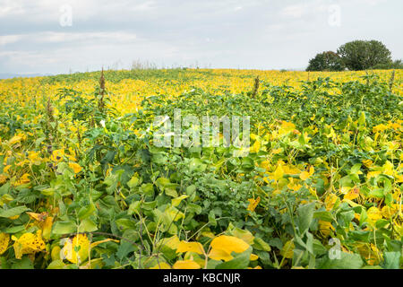 Feld mit reifen Sojabohnen im Herbst angebaut Stockfoto