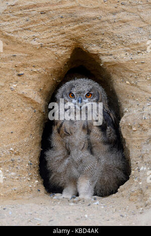 Uhu/Europäischer Uhu (Bubo bubo), Mauser Küken, stehend in der Eingang in sein Nest Burrow, Beobachten, niedlich, Wildlife, Europa. Stockfoto