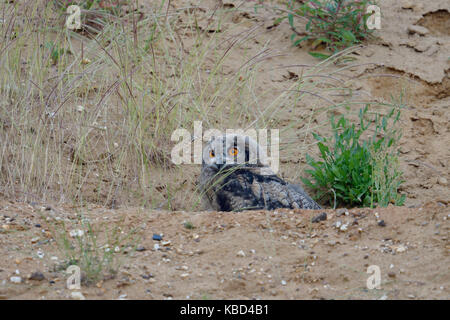 Uhu/Europäischer Uhu (Bubo bubo), junges Küken, Owlet versteckt in den Felsen von einem Sandkasten, Beobachten, Wildlife, Europa. Stockfoto