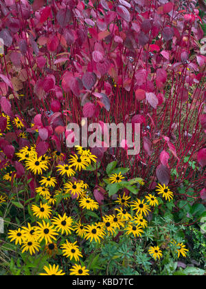 Die Cornus alba ibirica' Sibirische Hartriegel im Herbst Stockfoto