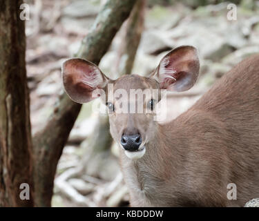 Nahaufnahme Kopf der Hirsche in offener Zoo, Thailand, Morgen Sonne. Stockfoto