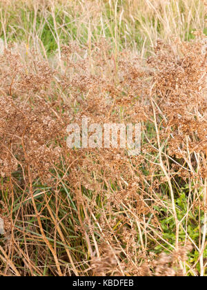 Strauch von Braun toten Blumen draußen im Land, Essex, England, Großbritannien Stockfoto