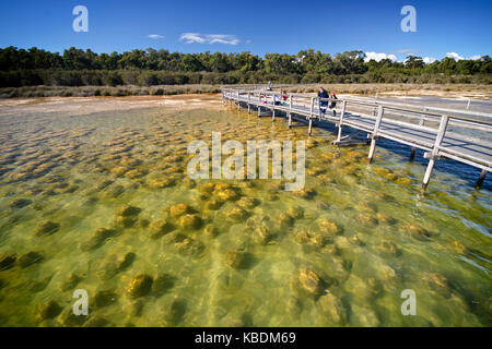 Thrombolites am Lake Clifton. Thrombolites sind ein lebendes Relikt aus den Anfängen des Lebens, wenn sie Sauerstoff, der über Äonen die Atmo erstellt produziert Stockfoto