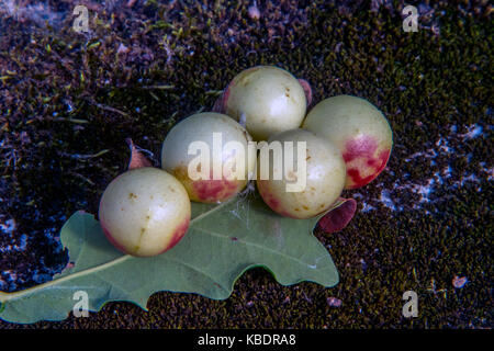 Eiche Äpfel auf der Unterseite einer Eiche Blatt Stockfoto