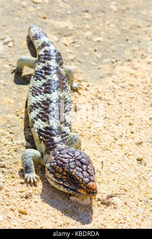 Western shingleback (Tiliqua rugosa rugosa) auf trockenen Boden. Point Peron, Western Australia, Australien Stockfoto