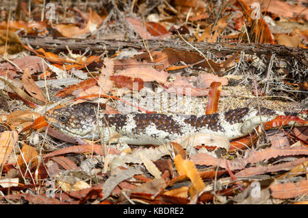 Western shingleback (Tiliqua rugosa rugosa) unter Blattsänfte getarnt. Point Peron, Western Australia, Australien Stockfoto