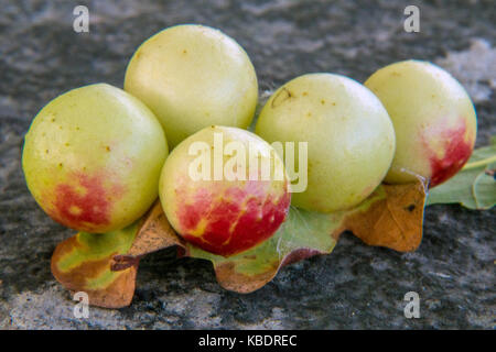 Eiche Äpfel auf der Unterseite einer Eiche Blatt Stockfoto
